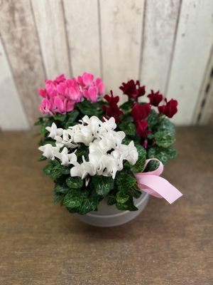 Cyclamen Planter