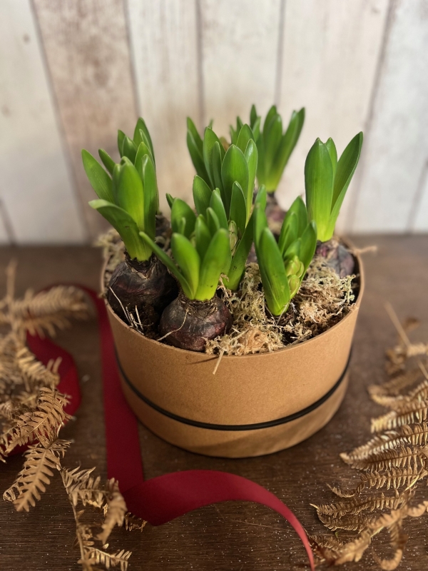 Hyacinth planted hatbox