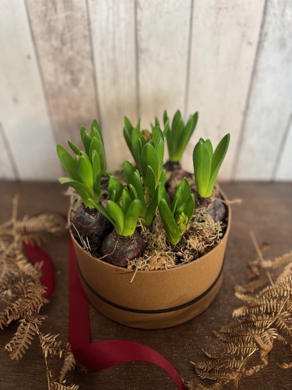 Hyacinth planted hatbox