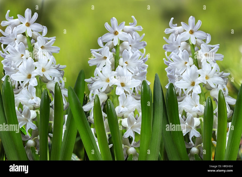 Hyacinth planted hatbox