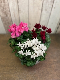 Cyclamen Planter