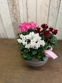 Cyclamen Planter