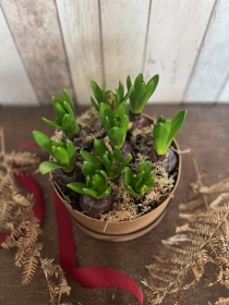 Hyacinth planted hatbox